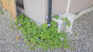 12年目のアサガオと、まあるくなった夫婦の暮らし🌿
